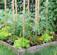 Jardin : optimisez votre potager en plantant des fleurs ! / iStock.com - NCAImages
