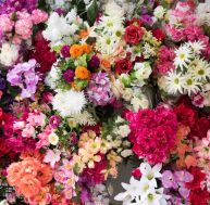 Les stars du jardin en 2018 / iStock.com - Silkfactory