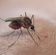 Il existe quelques astuces, pour savoir si une piqûre de moustique est grave ou non...