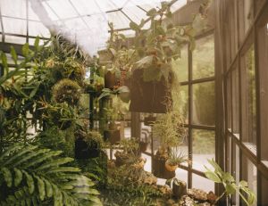 Créer votre propre jardin vertical : un espace vert même sans jardin