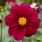 Planter et cultiver des dahlias