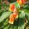 Impatiens bicaudata © Pépinières Fleurs du Sud